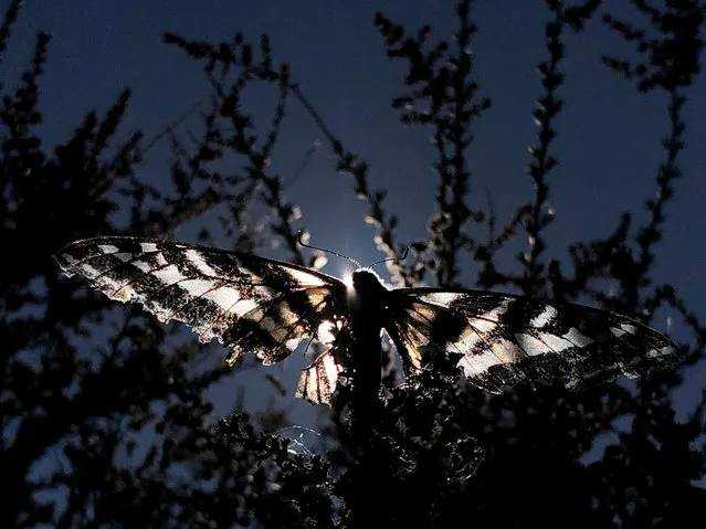 A butterfly sits on a tree in Los Angeles, California, U.S., August 24, 2019. (Photo by Lucy Nicholson/Reuters)