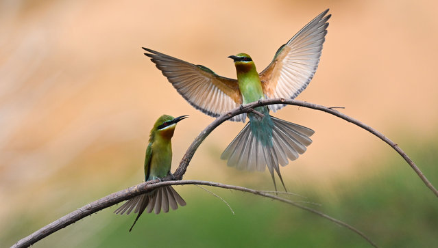 Blue-tailed bee eaters (Merops philippinus) are seen in Haikou, south China's Hainan Province, April 16, 2022. Local authorities of Haikou have made full preparations for bee eaters to build a better habitat during their breeding season. (Photo by Xinhua News Agency/Rex Features/Shutterstock)