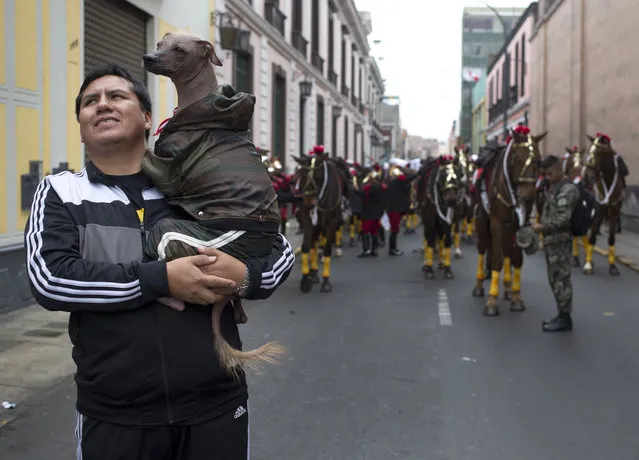 A man carries his dog dressed in a camouflage jacket, as horses from the Hussars of Junin Regiment rest on a street next to the Congress building in Lima, Peru, Tuesday, July 28, 2015. Peru's President Ollanta Humala delivered his last State of the Nation address to Congress as the nation celebrated 194 years as and independent country. (Photo by Martin Mejia/AP Photo)