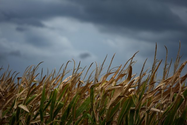 Storm clouds build above a corn field near Platte City, Mo., August 27, 2024. Farmers are also planting more acres of corn, in part to meet demand for ethanol, according to the USDA’s Economic Research Service. It all means more plants working harder to stay cool – pumping out humidity that adds to steamy misery like that blanketing much of the U.S. this week. (Photo by Charlie Riedel/AP Photo)