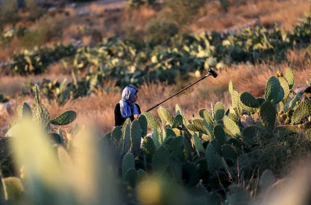 A Palestinian woman collects cactus fruit in a field in the West Bank village of Nilin, near Ramallah, July 29, 2015. (Photo by Mohamad Torokman/Reuters)