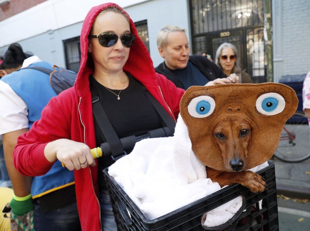 Dogs and humans dressed in all manner of costume marched down Avenue A to Tompkins Square Park in the 34th Annual Tompkins Square Halloween Dog Parade on October 19, 2024 in New York City. (Photo by Andrew Schwartz/Splash News and Pictures)