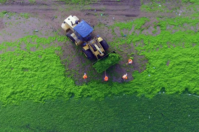 This picture taken on June 29, 2016 shows workers cleaning algae on a beach in Qingdao, east China's Shandong province. The algal phenomenon, an annual occurrence in Qingdao, is usually caused by an abundance of nutrients in the water, especially phosphorus, although the triggers for the enormous blooms which began to appear in the Yellow Sea in 2007 remain uncertain. (Photo by AFP Photo/Stringer)