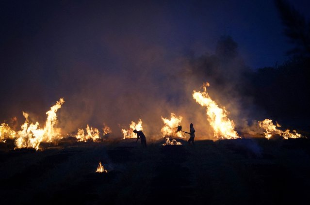 Farmers burn stubble in a rice field at a village in Karnal in the northern state of Haryana, India, on October 21, 2024. (Photo by Bhawika Chhabra/Reuters)