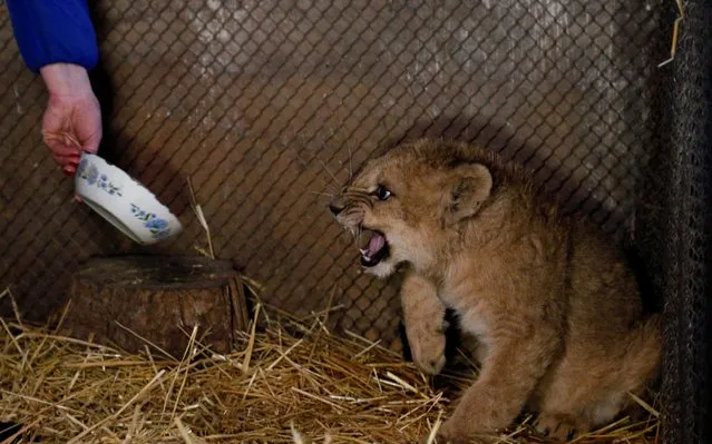 Leila, a two-month-old female lion cub, roars inside an enclosure at a zoo in the rebel-controlled village of Prydorozhne in Donetsk region, Ukraine on February 21, 2020. The lion cub was born in Donbass for the first time since the conflict between government forces and pro-Russian rebels started in 2014. Picture taken February 21, 2020. (Photo by Alexander Ermochenko/Reuters)