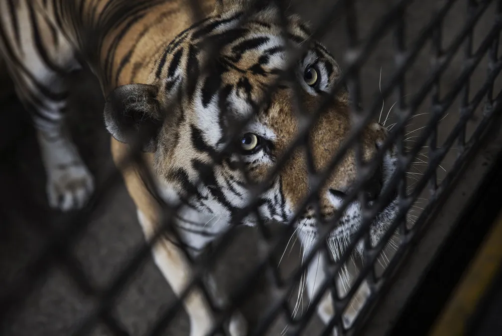 China S Siberian Tiger Farm