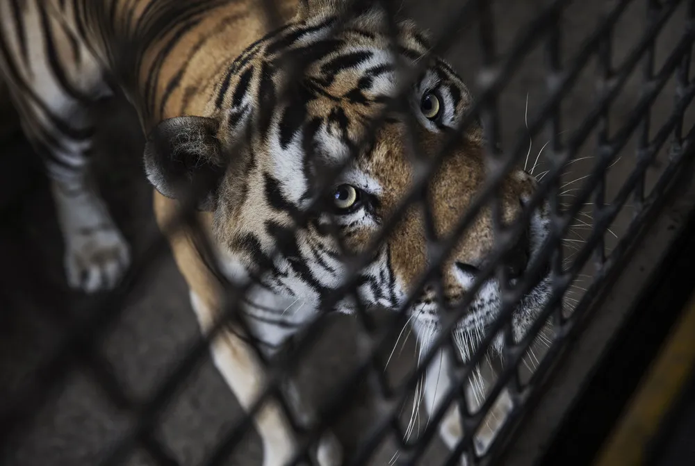 China's Siberian Tiger Farm