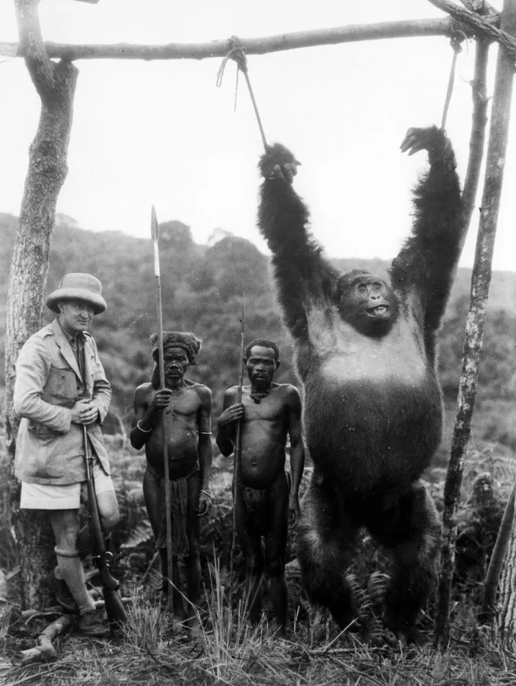 The Hard Life of Gorillas [Oldies]