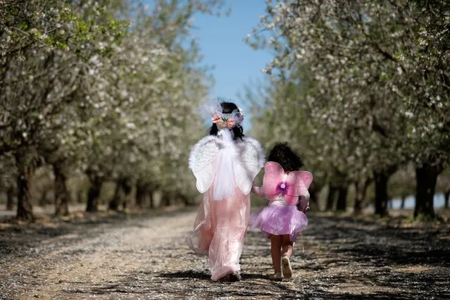 Young girls dressed up in costumes ahead of the Jewish holiday of Purim, walk through an orchard of almond trees in Tel Arad, southern Israel on March 4, 2020. (Photo by Amir Cohen/Reuters)