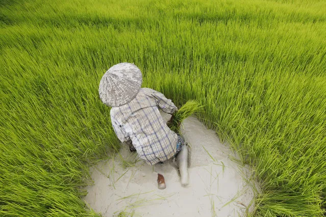 A Cambodian farmer works in a rice field on the outskirts of Phnom Penh, Cambodia, 04 August 2016. According to the Cambodia Rice Federation, a key reason for the decline in demand of Cambodian rice is the intense price pressure the commodity is facing due to an overabundance of supply in the rice export market. (Photo by Kith Serey/EPA)