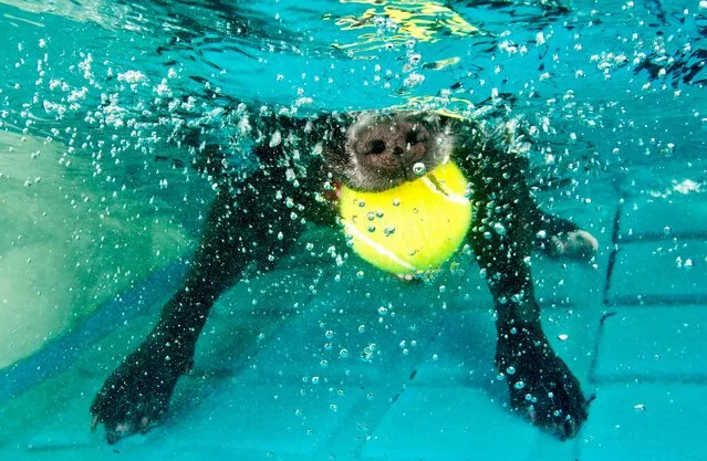 Photographer Lucy Ray says she has been scratched by the pooches who are diving underwater to try and catch a tennis ball. Their wide-eyed desperation has been captured by a specialist underwater photographer who admits she has been bitten and scratched by the pooches who only had eyes for the ball. Lucy Ray, 34, said: “A dog could have the cutest face on land but as soon as they get in the water they can be terrifying. Their eyes bulge and teeth shoot out of their mouth just like an alien as they try to catch the ball”. (Photo by Lucy Ray)