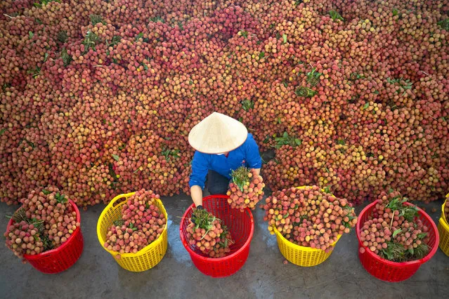 The lychee harvest in Bac Giang, Vietnam in August 2022. The northern province is the biggest exporter of the fruit across the country. (Photo by Thanh Nguyen Phuc/Solent News)