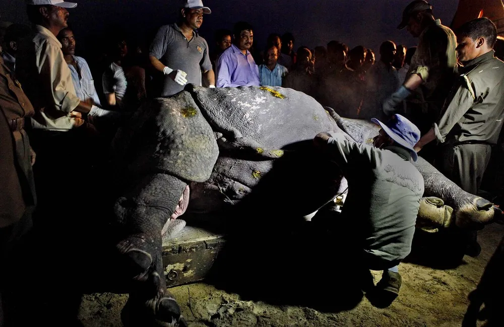 Rhino Rescued After Eight Day Ordeal