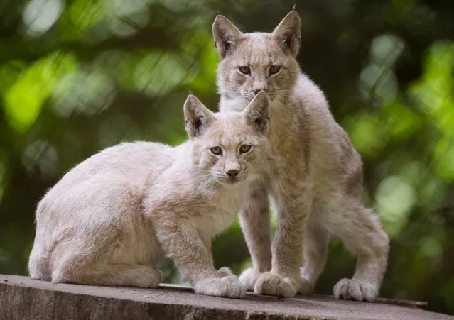 Two lynxes at the animal park which city authorities want to close, in Burg Stargard, Germany, 08 September 2015. (Photo by Stefan Suaer/EPA)