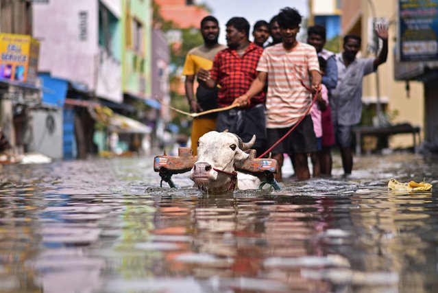 People use a bullock cart to cross a flooded street following heavy downpour during “Cyclone Michaung”, in Chennai, India, 05 December 2023. As the cyclone approaches the coast of North Tamil Nadu, several areas are already inundated and affected by severe floods with the region experiencing even more rainfalls. The Indian Meteorological Department has issued a red alert for heavy rains in Chennai as the cyclonic storm, “Cyclone Michaung” is anticipated to make landfall near Bapatla on the Andhra Pradesh coast later on 05 December. (Photo by Idrees Mohammed/EPA/EFE)