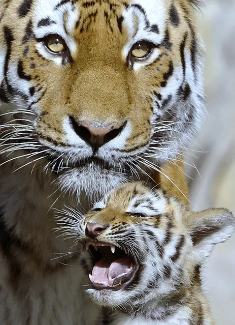 One of the Amur tiger twin cubs (Panthera tigris altaica) yawns near mother “Bella” during their first walks in the enclosure in the Leipzig Zoo in Leipzig, central Germany Sunday, September 30, 2012. Two Amur tiger babies were born on July 20, 2012. (Photo by Jens Meyer/AP Photo)