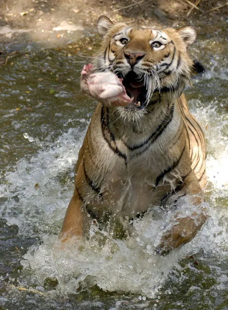 A Royal Bengal tiger tries to catch a piece of chicken inside its enclosure at Nehru Zoological Park in Hyderabad March 17, 2009. (Photo by Krishnendu Halder/Reuters)