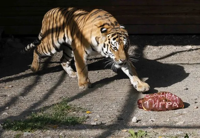 Bartek, a 2-year-old Amur tiger, approaches a slab of meat inside his open-air cage as zoo keepers mark the upcoming Day of the Amur Tiger and the Far Eastern Leopard at the Royev Ruchey zoo in the surburbs of Krasnoyarsk, Siberia, September 26, 2014. (Photo by Ilya Naymushin/Reuters)