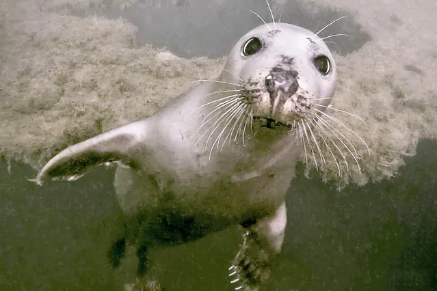 This is the moment an inquisitive seal decided to play with some lucky scuba divers in Portland Harbour, Dorset early October 2022. (Photo by Stephanie Pettitt/Bournemouth News and Picture Service)