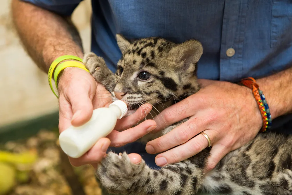 Nimbus, a 2-Month Old Clouded Leopard Cub