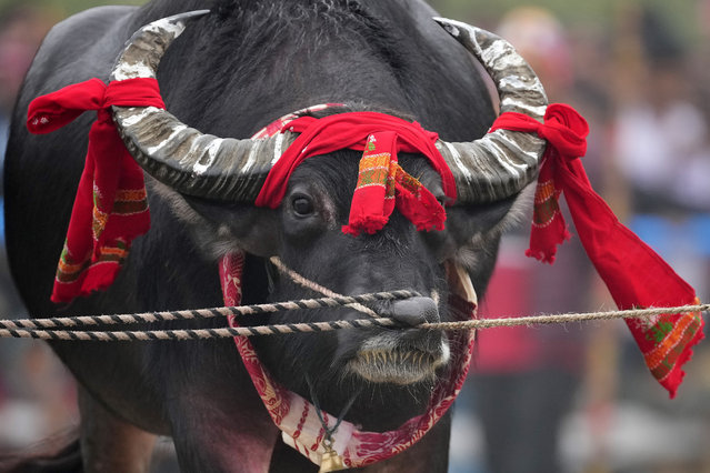 A buffalo is held by ropes passing through its nose as it waits for a buffalo fight, held as part of the Magh Bihu harvest festival at Ahotguri village, east of Guwahati, Assam, India, January 16, 2024. Traditional bird and buffalo fights resumed in India’s remote northeast after the supreme court ended a nine-year ban, despite opposition from wildlife activists. (Photo by Anupam Nath/AP Photo)