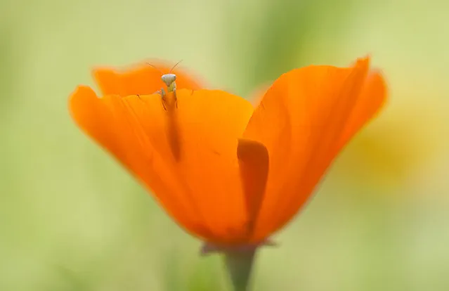 “Hello World!: A tiny mantis larva in an American poppy flower”. (Photo and comment by Fabien Bravin/National Geographic Photo Contest via The Atlantic)