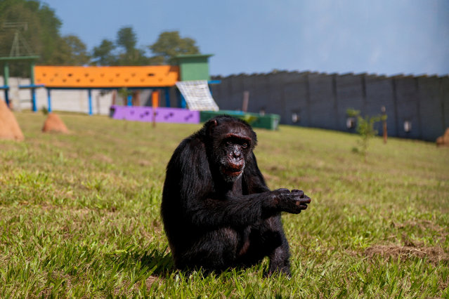 Chimpanzee “Yoko” is pictured at the great ape sanctuary in Sorocaba, Sao Paulo, Brazil on March 25, 2025. Yoko is a 38-year-old chimpanzee who uses cutlery, plays ball, watches TV, and paints. “Humanized” by illegal trafficking, Colombia's last great primate in captivity was transferred to Brazil to be reunited with his species at the great ape sanctuary in Sorocaba. (Photo by Miguel Schincariol/AFP Photo)