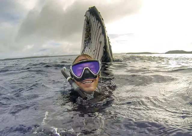 Will Rosner and a playful humpback whale pose for a selfie. This man is certainly knows how to enjoy life travelling the South Pacific and posing for selfies with a whale. Australian carpenter Will Rosner, 24, from Sydney, Australia, has been travelling the world for the past 18 months but nothing could have prepared him for this incredible postcard moment. Swimming in the pristine waters of the Tonga in the Pacific Ocean Will was lucky enough to have the chance to swim with an entire pod of humpback whales. (Photo by WIll Rosner/Caters News)