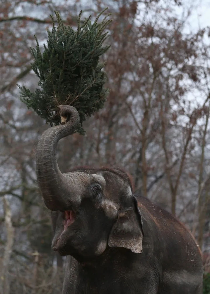 Elephants Munch on Christmas Trees at Berlin Zoo