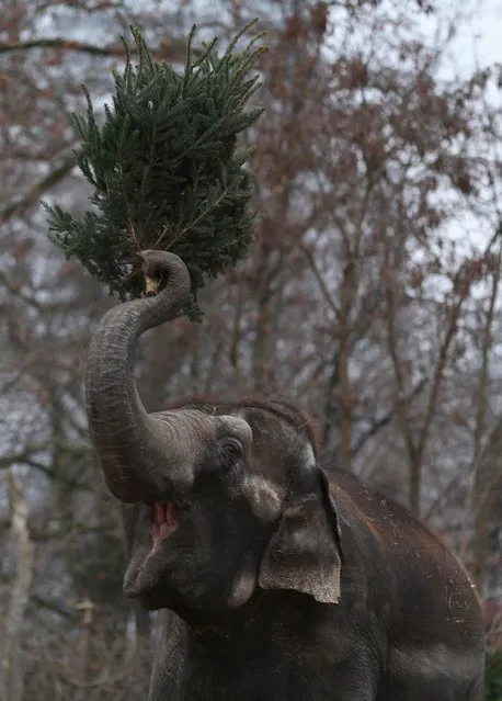 An Elephant munchs on Christmas trees in her enclosure at Berlin's Zoologischer Garten zoo on January 4, 2013 in Berlin, Germany. Traditionally, the animals get in the first week of the year leftover Christmas trees.  (Photo by Andreas Rentz)