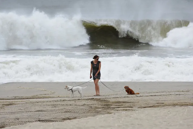 A woman walks her dog at Rockaway Beach in Queens, New York on Labor Day while high waves reached the shore due to post-tropical cyclone Hermine which tracked off the east coast of the U.S. September 5, 2016. (Photo by Mark Kauzlarich/Reuters)