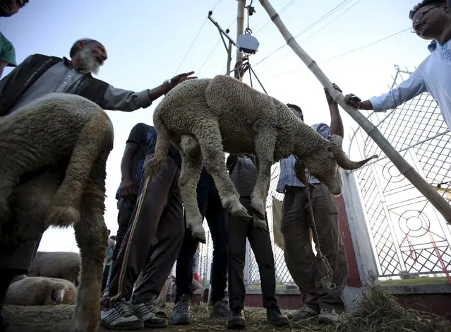 Kashmiri people weigh a sheep before selling it at a livestock market ahead of the Eid al-Adha festival in Srinagar September 23, 2015. (Photo by Danish Ismail/Reuters)