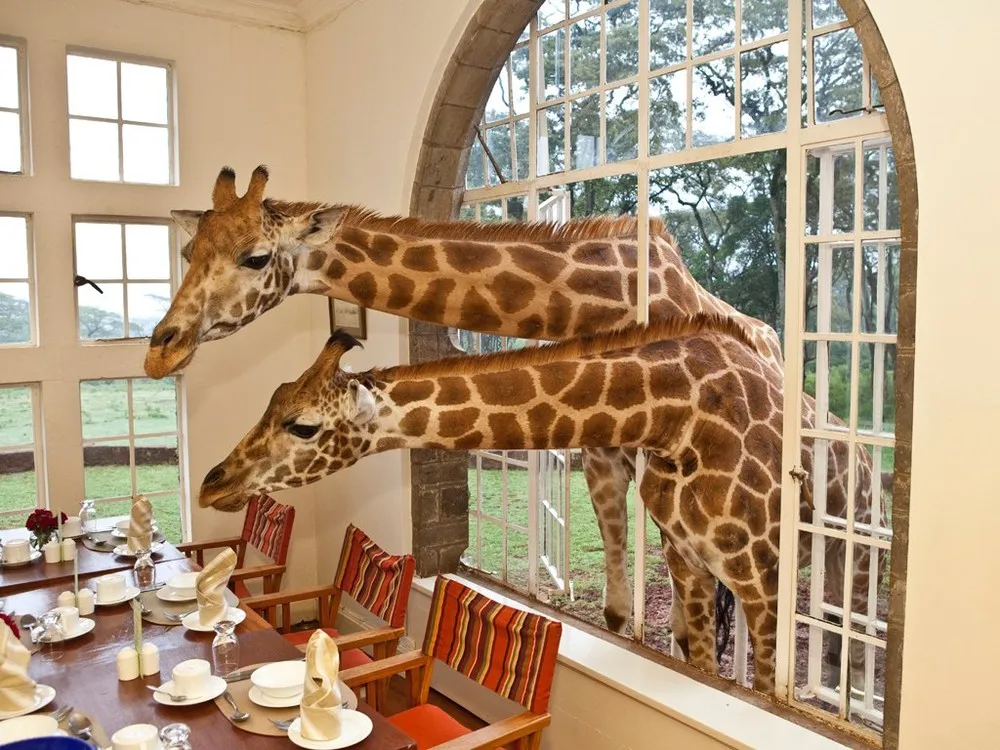 The World's Only Giraffe Hotel in Kenya