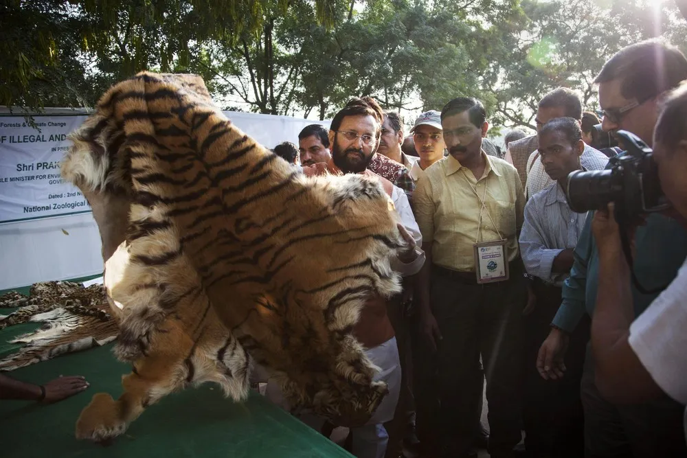 India Destroys Stockpile of Illegal Wildlife Parts