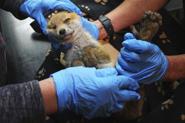 Volunteers examine a fox cub at the hospital run by The Fox Project after being rescued near Tonbridge, England, Thursday, May 22, 2025. (Photo by Frank Augstein/AP Photo)