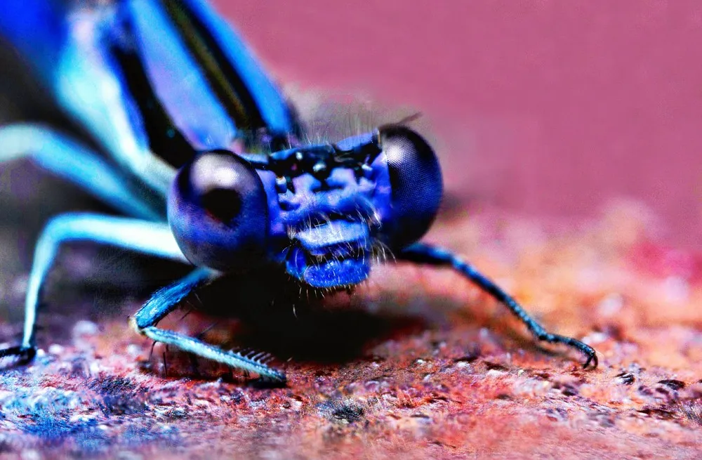 Some Photos: Insects