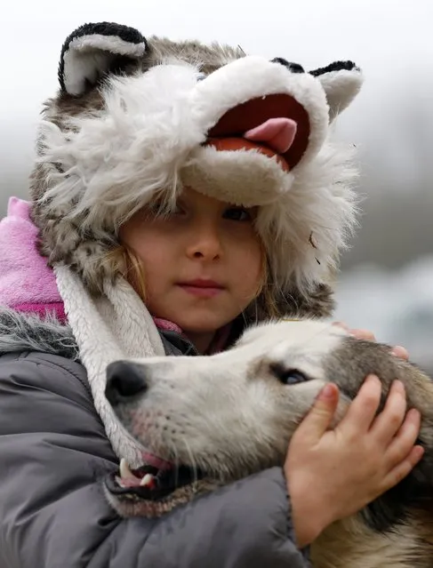 A girl and her dog attend a sled dog European Championship in Venek November 22, 2014. (Photo by Laszlo Balogh/Reuters)