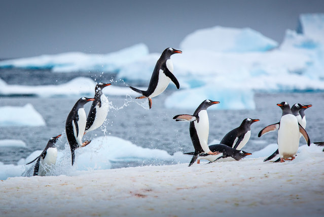 Penguins leap out of the water in Argentina. (Photo by David Merron/500px Prime via Getty Images)