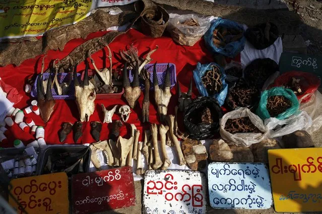 A monkey skull, the bones and horns of mountain goats, python skin and other animal products and herbs are seen on display at a shop which also treats illnesses using the animal parts, in a market in Maungdaw town in northern Rakhine State November 11, 2014. The market is one of the few places where the Rohingya Muslim and Rakhine Buddhist communities meet. For years, tens of thousands of Rohingya Muslim boat people have fled this remote corner of western Myanmar for nearby countries. (Photo by Reuters/Minzayar)