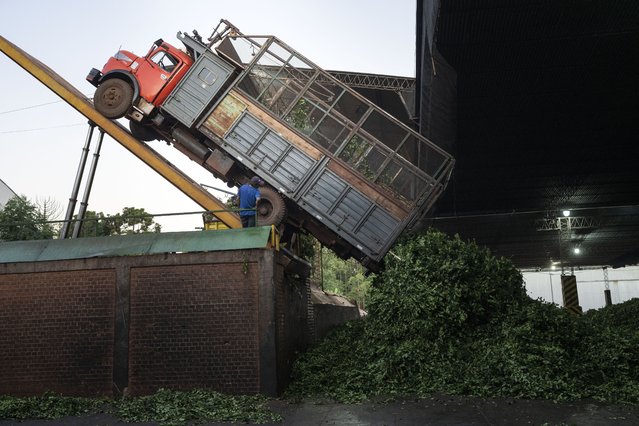 Harvested yerba mate leaves are unloaded at the Andresito Cooperative in Andresito, in Argentina's Misiones Province, Thursday, April 18, 2024. For decades Argentina's government has supported the industry with price controls and subsidies, but to fix Argentina's financial crisis, President Javier Milei seeks to scrap regulations affecting a range of markets, including yerba maté. (Photo by Rodrigo Abd/AP Photo)