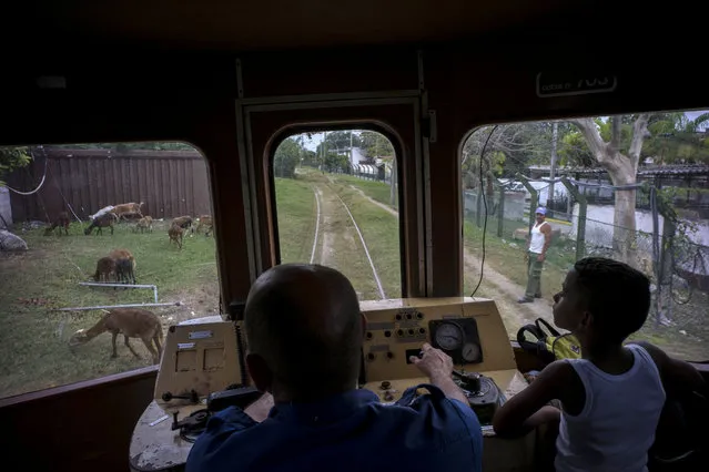 In this August 26, 2015 photo, a boy rides next to the engineer of an electric Hershey train in the Casablanca municipality of Havana, Cuba. The conductor slowed the train down to avoid hitting a shepherd's flock of goats grazing along the tracks. (Photo by Ramon Espinosa/AP Photo)