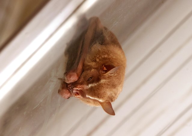 A leaf-nosed bat hangs upside down from the eaves of an apartment window in Ipanema, Rio de Janeiro on August 30, 2025. The city is home to more than 70 bat species that contribute to its delicate urban ecosystem. In the nearby Atlantic Forest, bats feed on fruit, nectar, and insects, aiding in seed dispersal and pollination. In urban areas, they are often spotted roosting in buildings, a reminder of how Rio's wildlife adapts to human-made habitats. (Photo by Bob Karp/ZUMA Press Wire/Rex Features/Shutterstock)