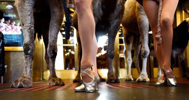 Members of the Rockettes pose with  camels in front of Radio City Music Hall as the animals arrive for the first day of rehearsals for their part in the living nativity scene that is part of the Radio City Christmas Spectacular show in New York, New York, November 5, 2015. The camels and other animals appear on stage during the show which runs from November 13, 2015 - January 3, 2016.  (Photo by Justin Lane/EPA)