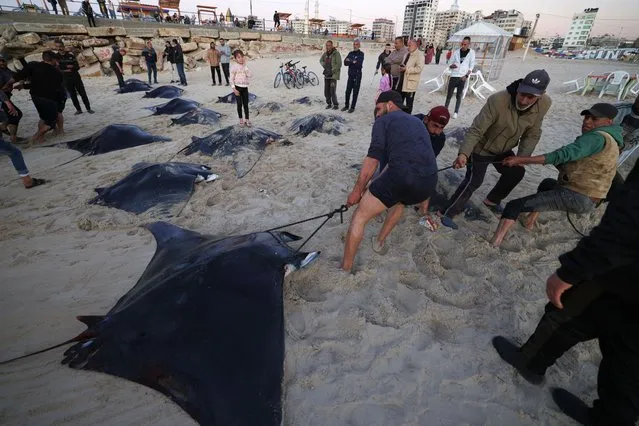 Fishermen collect Manta Rays that washed up on a beach along the coast in Gaza City, on March 12, 2023. (Photo by Mahmud Hams/AFP Photo)