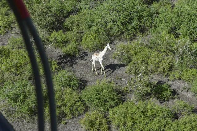 A male giraffe with a rare genetic trait called leucism, which causes a loss of skin pigmentation, is seen from a helicopter at a conservation reserve in Kenya on November 2020. The only known white giraffe in the world was fitted with a GPS tracking device by the Ishaqbini Community Conservancy group to help protect it from poachers as it grazes in the arid savannah near the Somalia border. (Photo by Ishaqbini Community Conservancy/AP Photo)