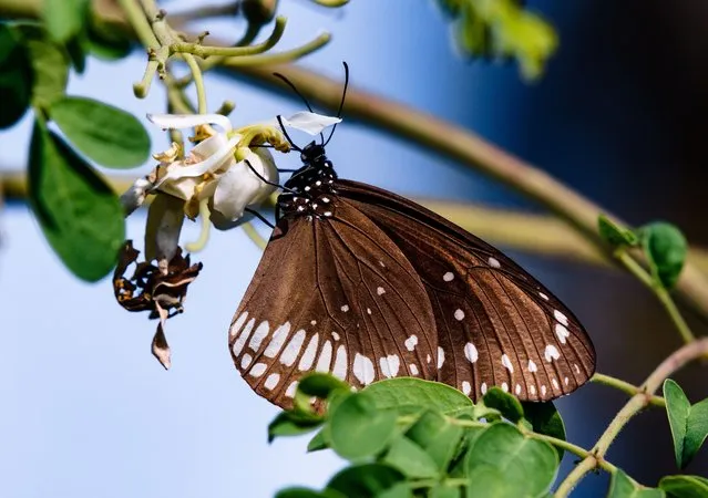 A common crow (Euploea core) butterfly is extract nectar from the blossom on a high branch of a moringa tree at Tehatta, West Bengal, India on March 5, 2023. The common crow (Euploea core), butterfly belongs to the crows and tigers subfamily Danainae (tribe Danaini) found in South Asia to Australia. It is a glossy-black color, medium-sized 85-95 mm (3.3-3.7 in) butterfly with rows of white spots on the margins of its wings. As caterpillars, this species sequesters toxins from its food plant which are passed on from larva to pupa to the adult. While feeding, it is a very bold butterfly, taking a long time at each bunch of flowers. (Photo by Soumyabrata Roy/NurPhoto via Getty Images)