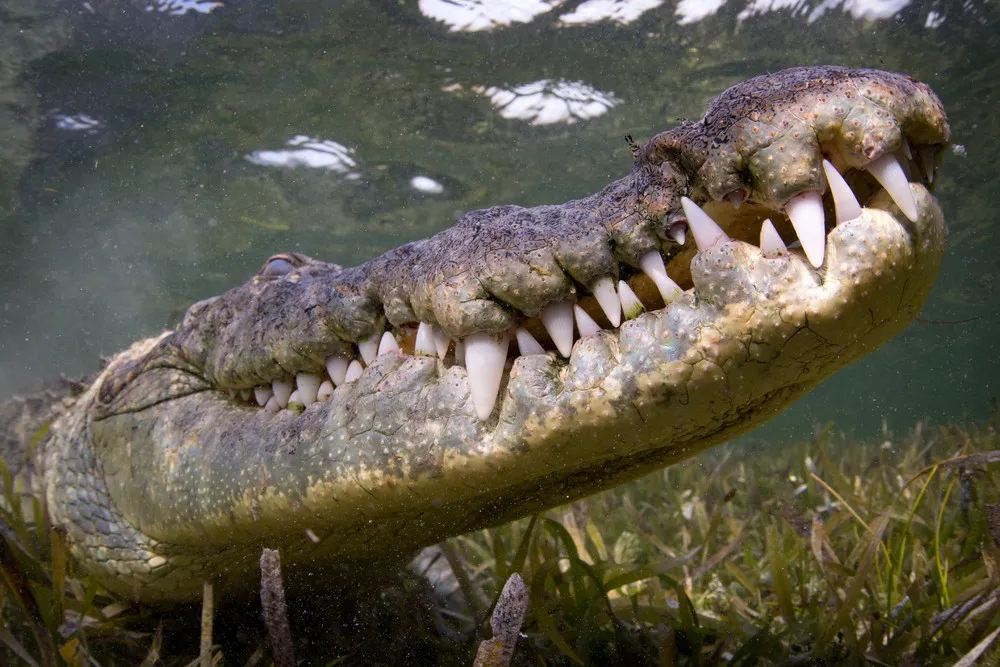 How the Pros Film Crocodiles Up Close