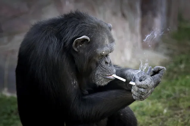 Azalea, whose Korean name is “Dalle”, a 19-year-old female chimpanzee, lights one cigarette from another at the Central Zoo in Pyongyang, North Korea on Wednesday, October 19, 2016. (Photo by Wong Maye-E/AP Photo)