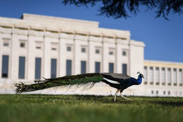 A photo taken on April 19, 2018 shows one of the famous peacocks of the United Nations Offices in Geneva making its way The peacocks are living in the 46- hectare Ariana Park surrounding the UN Offices and roaming freely on its grounds. (Photo by Fabrice Coffrini/AFP Photo)
