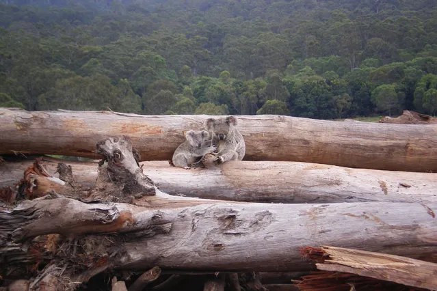 Koala mother and joey seeking refuge on a bulldozed logpile near Kin Kin, Queensland, Australia. (Photo by WWF/The Guardian)